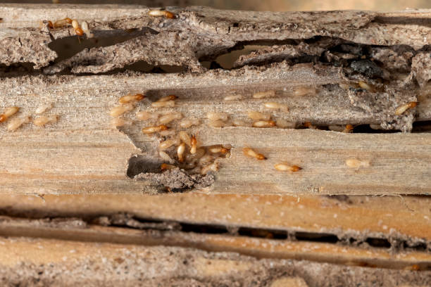 Best Emergency Pest Control  in Staples, MN
