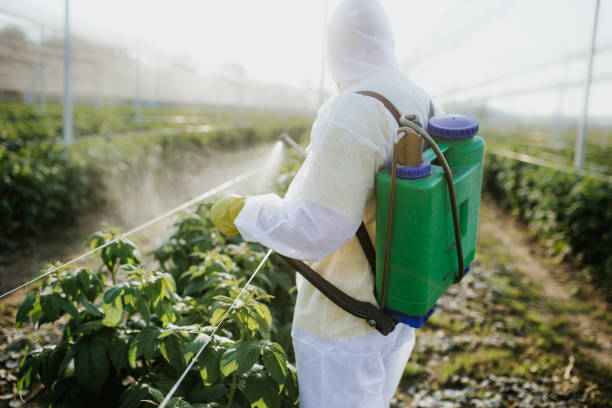 Best Termite Control Services  in Staples, MN